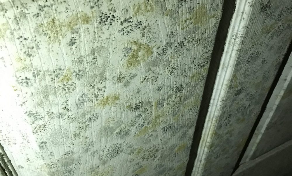 mold damage on wall