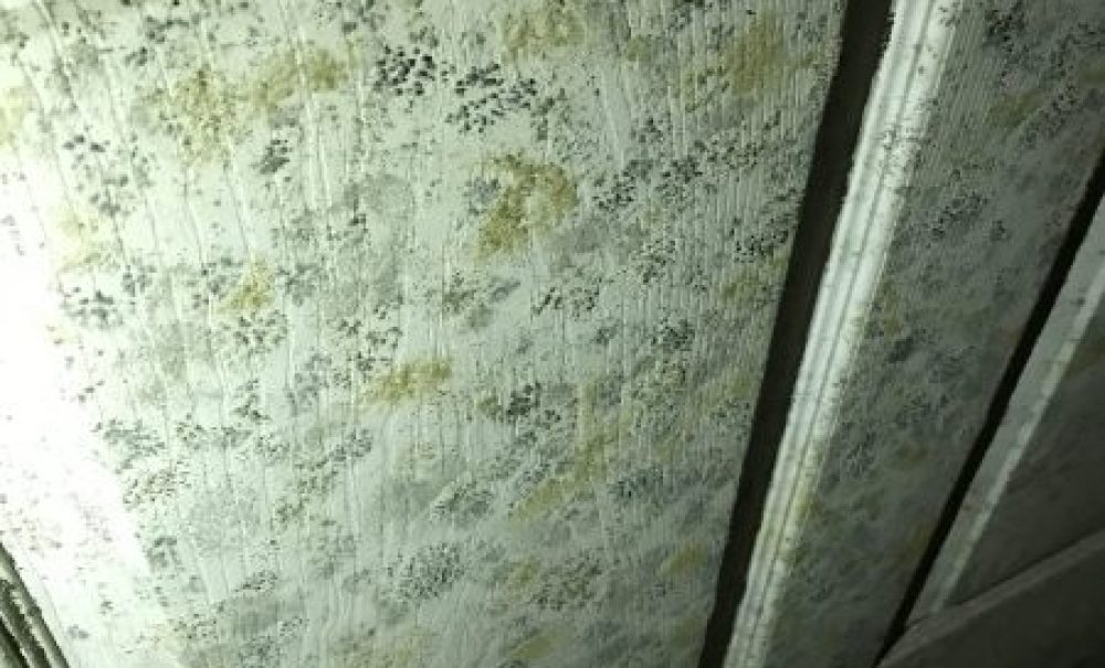 home remediation example of mold